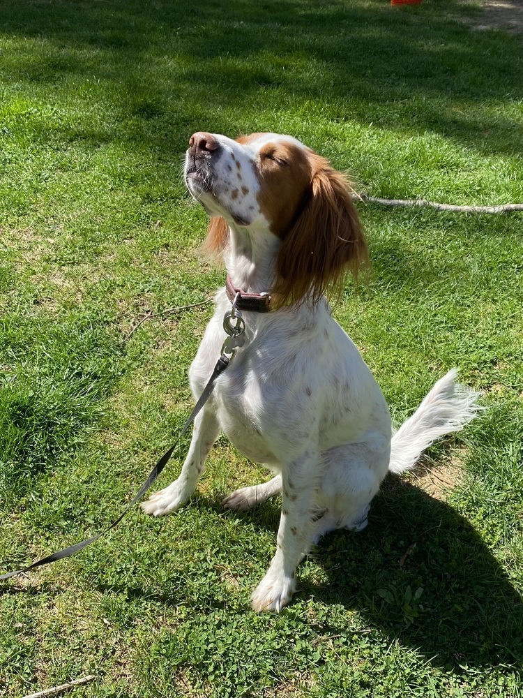 Lacey