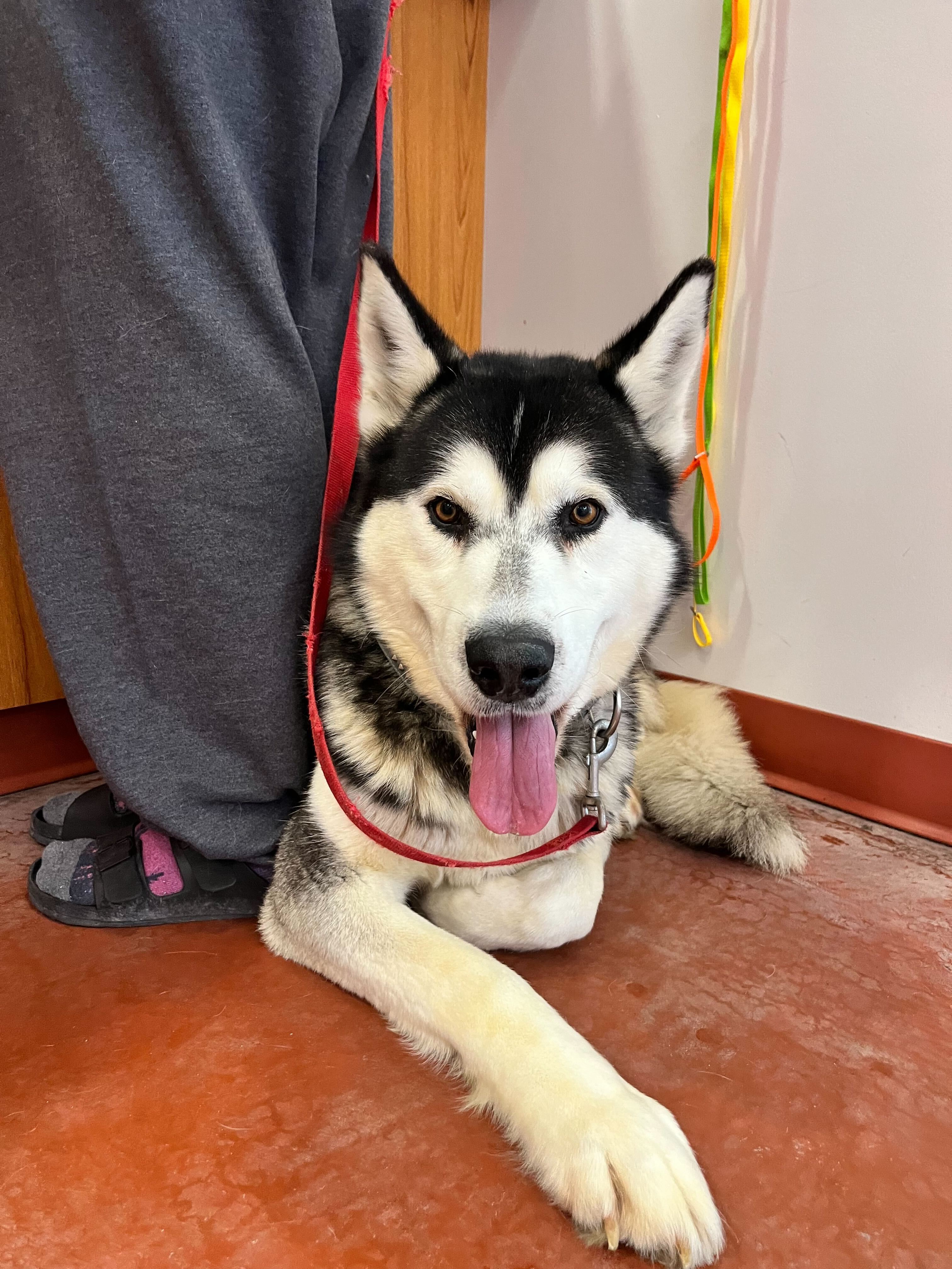 Damion, an adoptable Alaskan Malamute in Payson, UT, 84651 | Photo Image 1