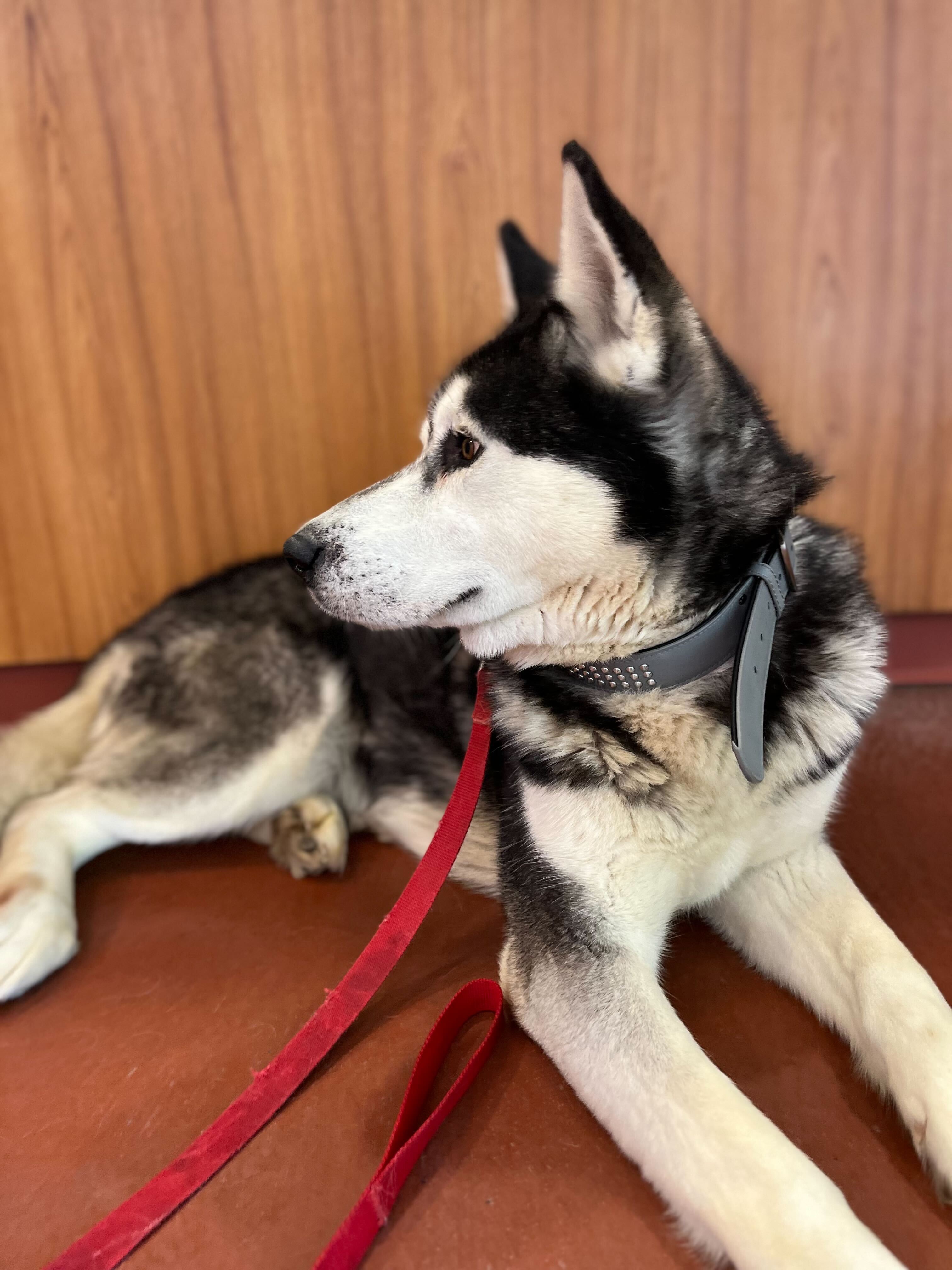 Damion, an adoptable Alaskan Malamute in Payson, UT, 84651 | Photo Image 2