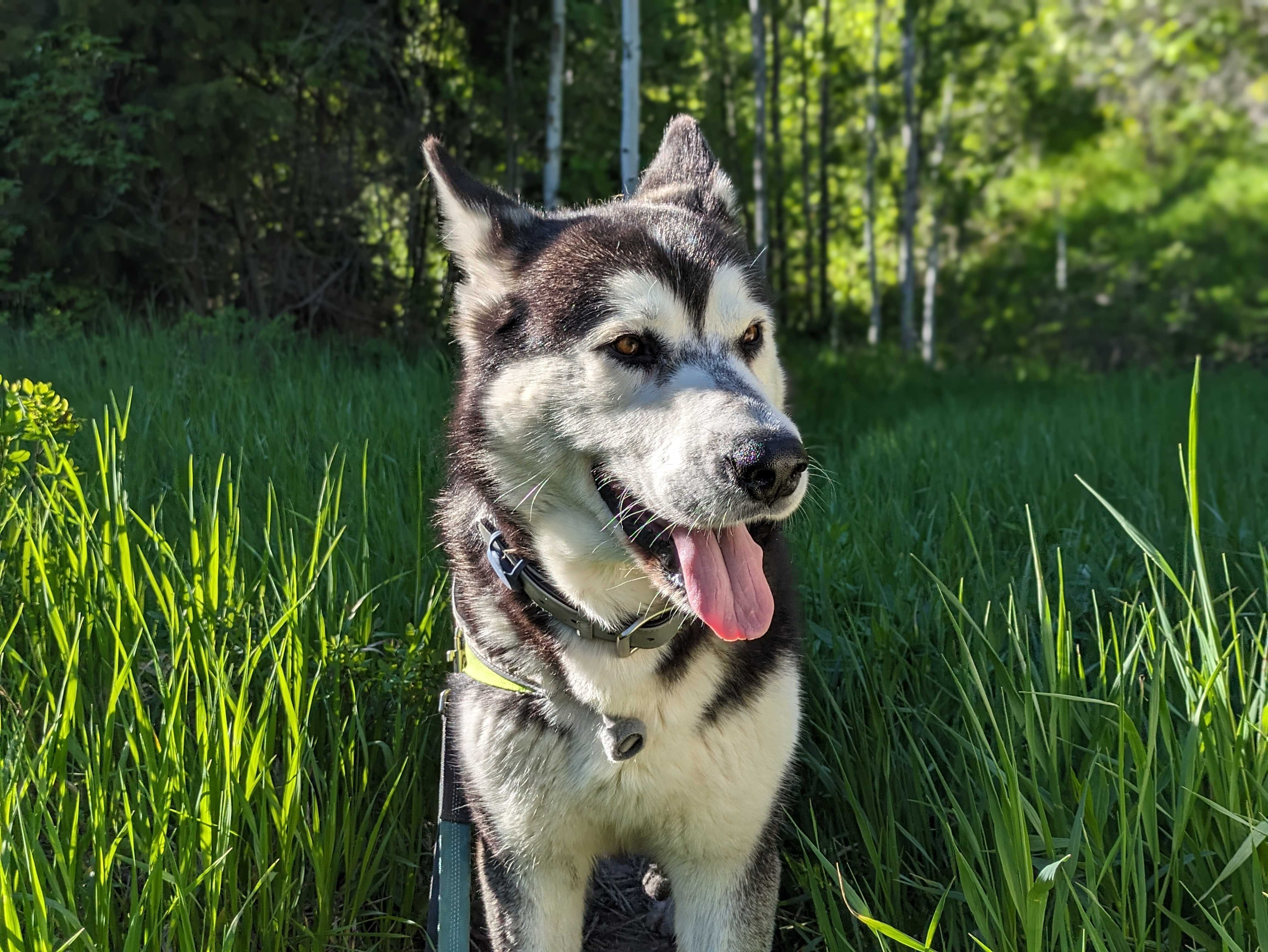 Damion, an adoptable Alaskan Malamute in Payson, UT, 84651 | Photo Image 4