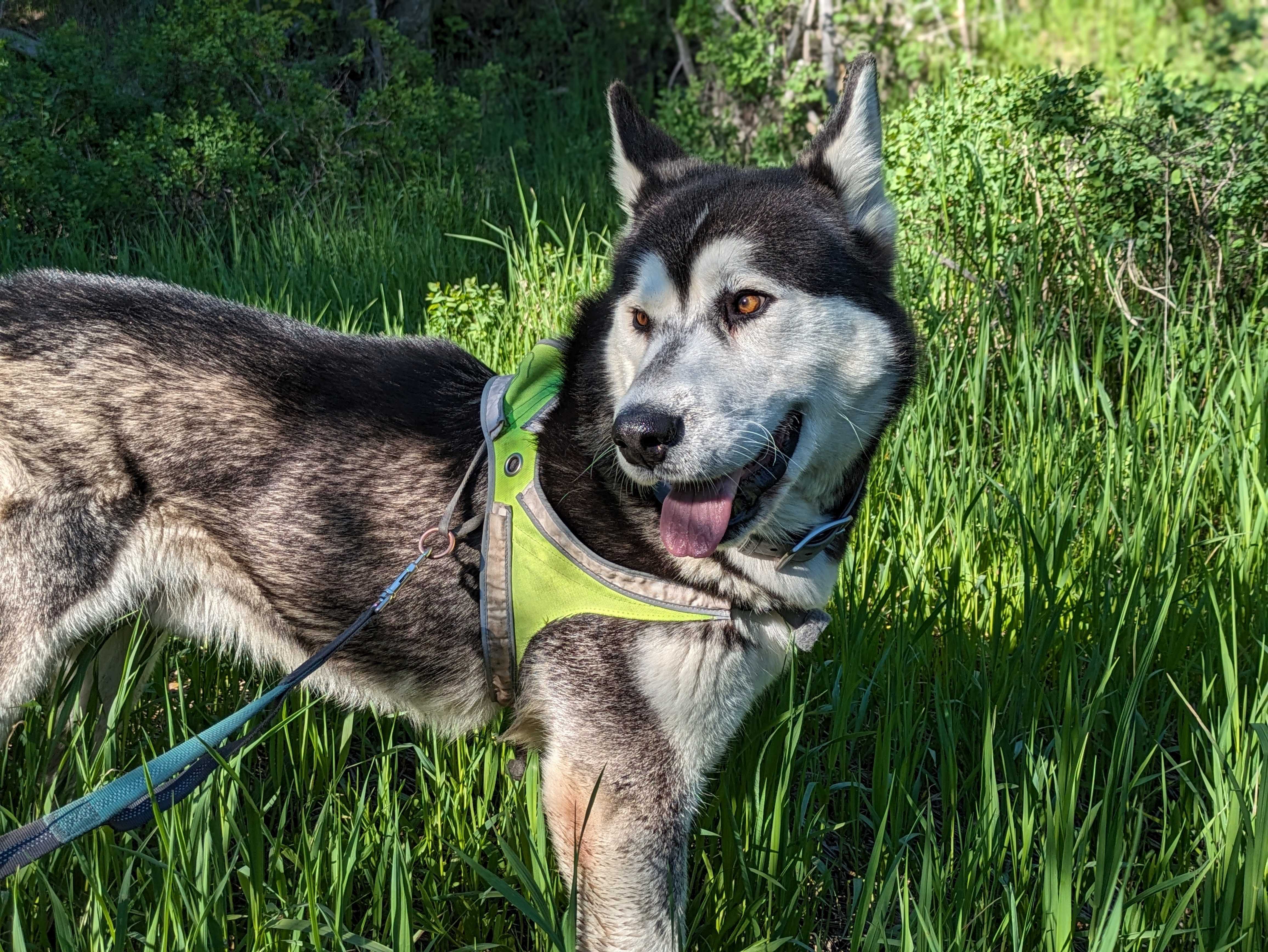 Damion, an adoptable Alaskan Malamute in Payson, UT, 84651 | Photo Image 5