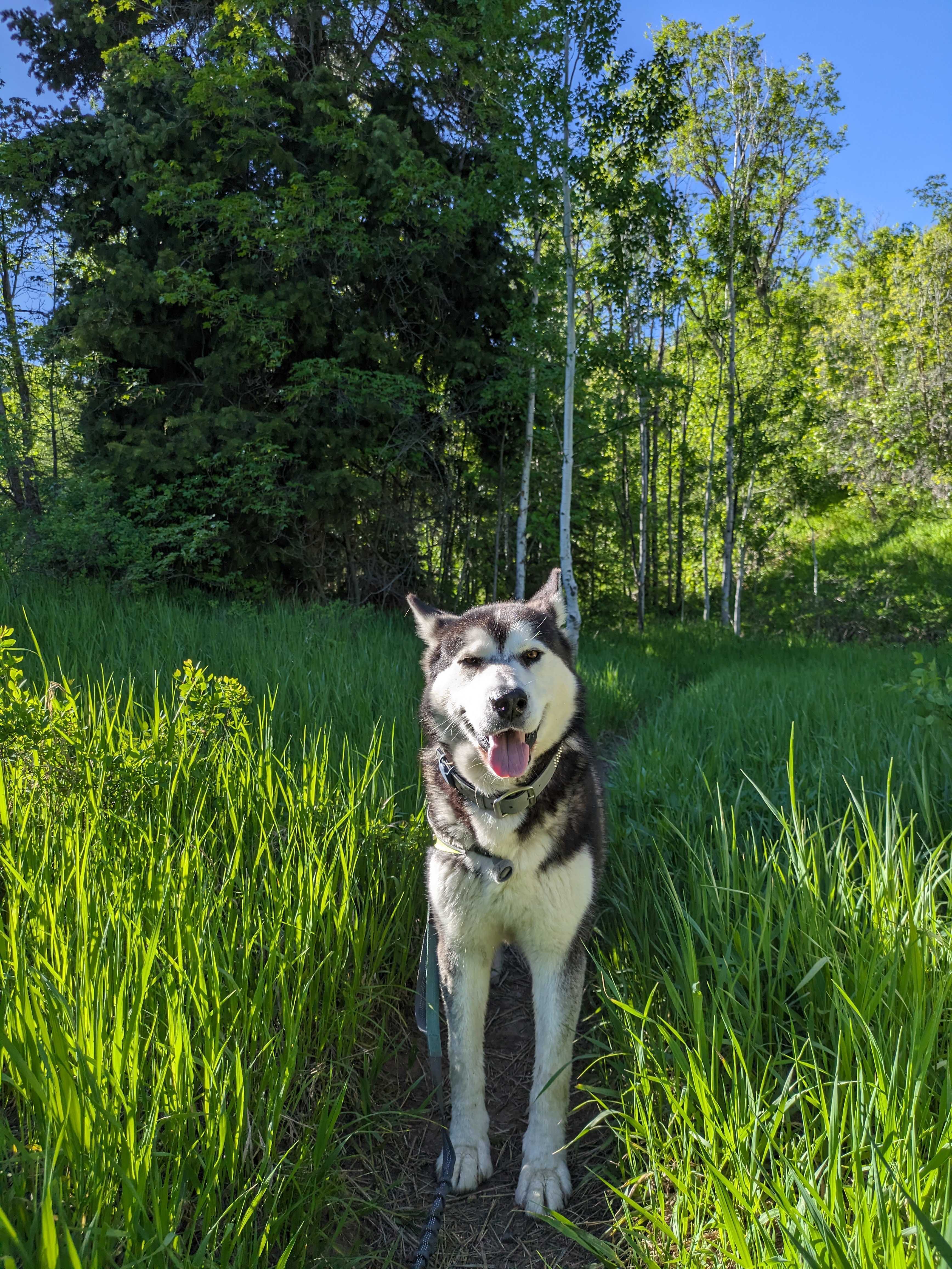 Damion, an adoptable Alaskan Malamute in Payson, UT, 84651 | Photo Image 6