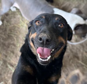 Cee Cee, Young Female Catahoula Leopard Dog