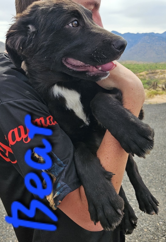 Bear, an adoptable Labrador Retriever, Pit Bull Terrier in Willcox, AZ, 85643 | Photo Image 1