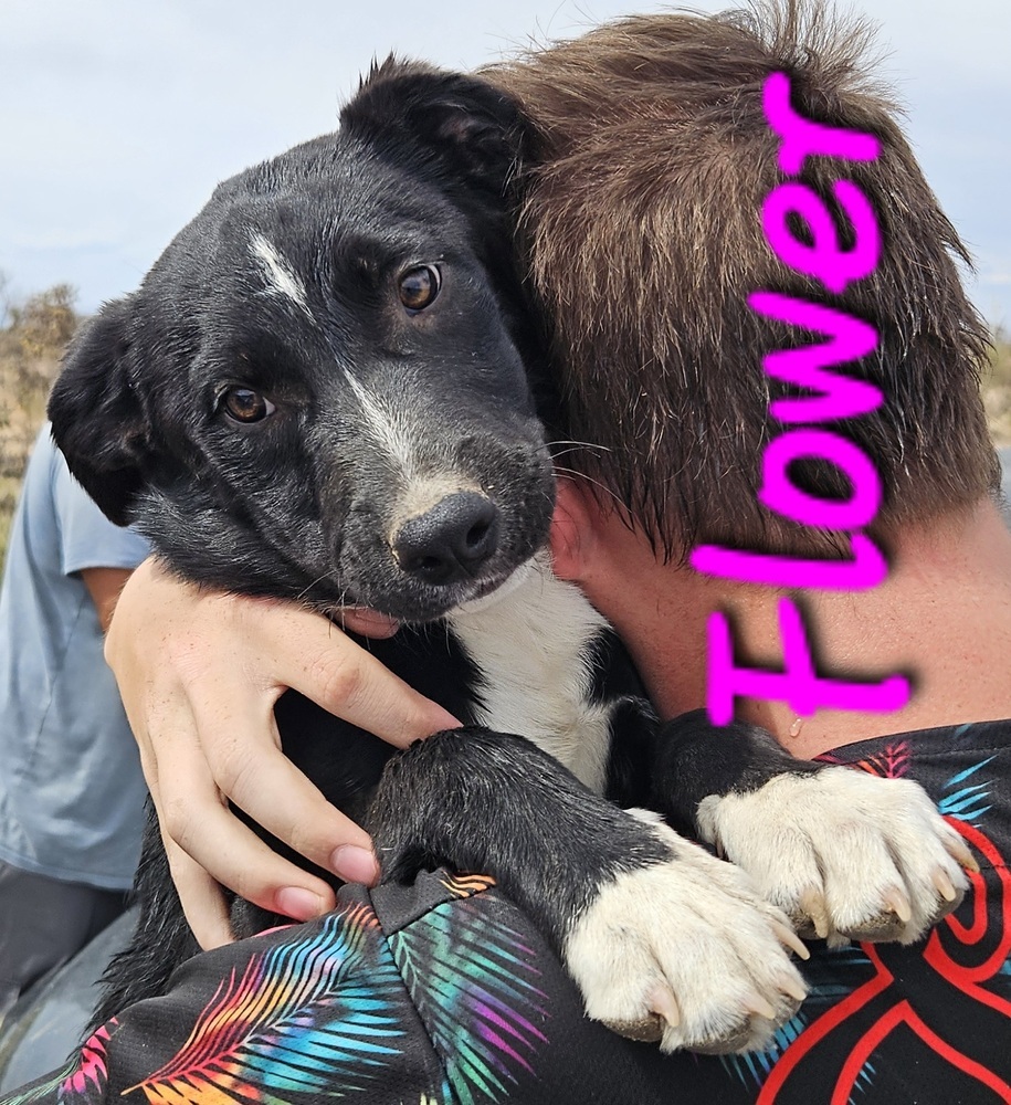 Flower, an adoptable Labrador Retriever, Pit Bull Terrier in Willcox, AZ, 85643 | Photo Image 2