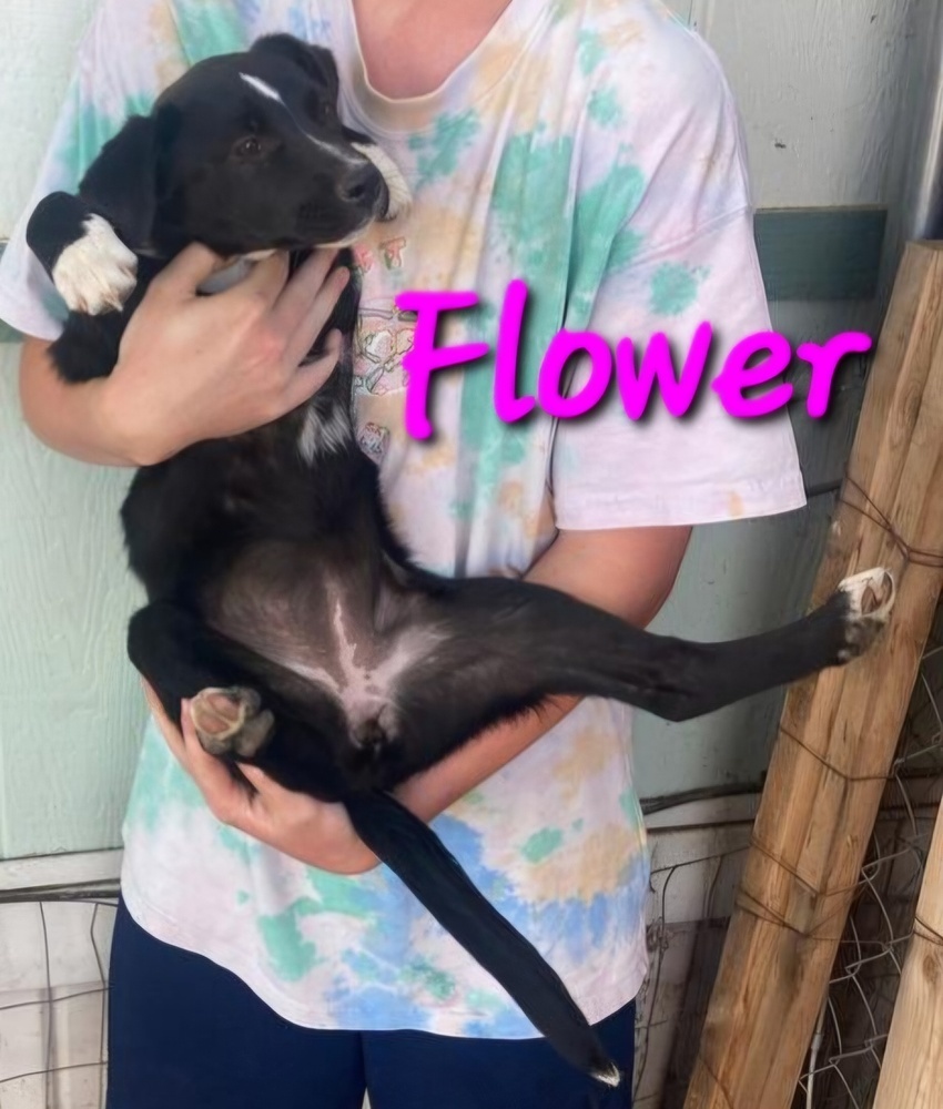 Flower, an adoptable Labrador Retriever, Pit Bull Terrier in Willcox, AZ, 85643 | Photo Image 3