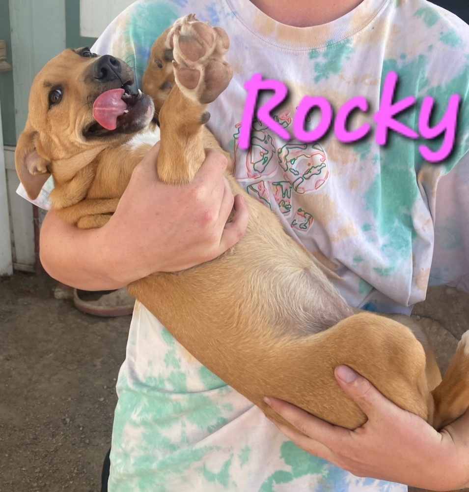 Rocky, an adoptable Labrador Retriever, Pit Bull Terrier in Willcox, AZ, 85643 | Photo Image 2