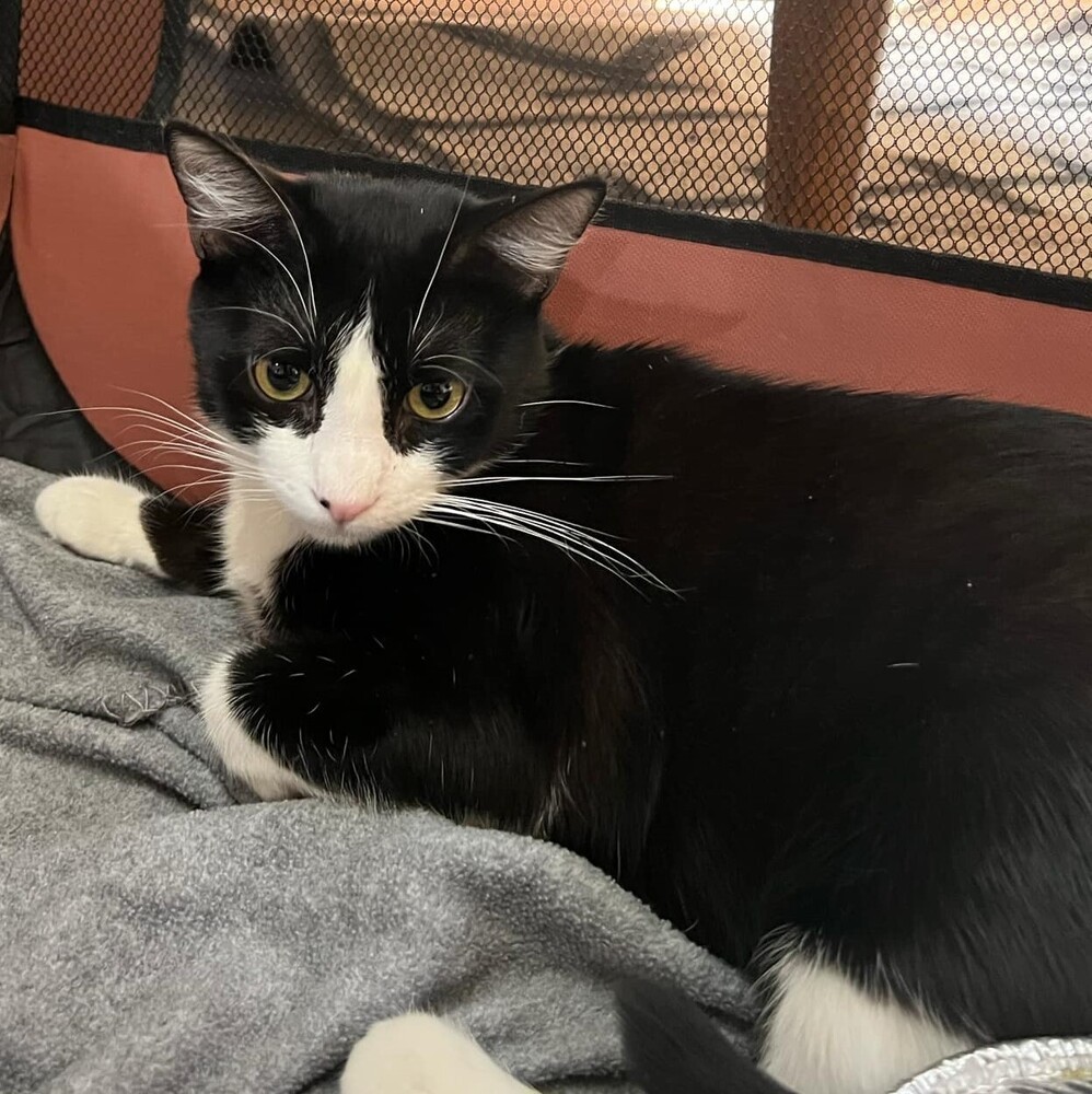 Mason, an adoptable Domestic Short Hair in Aurora, CO, 80016 | Photo Image 3