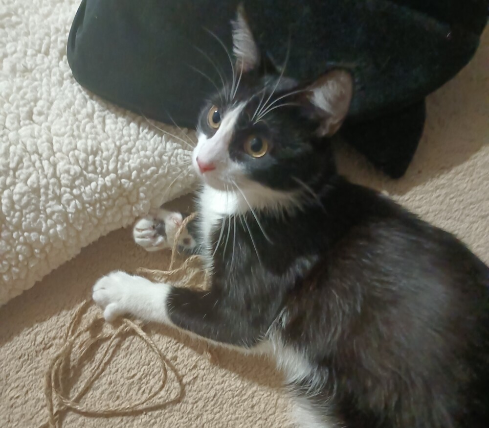 Mason, an adoptable Domestic Short Hair in Aurora, CO, 80016 | Photo Image 4