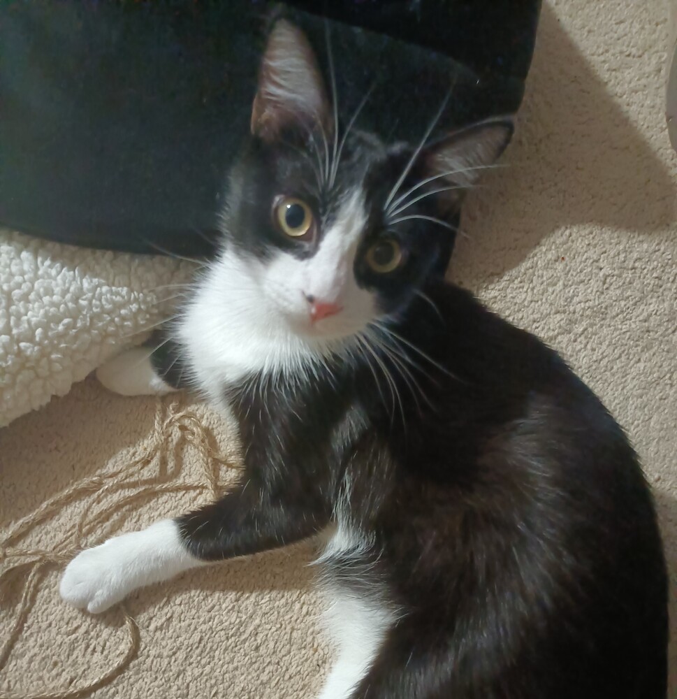 Mason, an adoptable Domestic Short Hair in Aurora, CO, 80016 | Photo Image 5