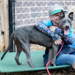Filibuster is a dark gray merle and white boy who is very cute and friendly A volunteer fan said 