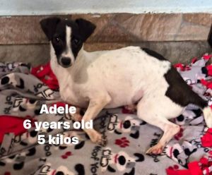 Adele Smooth Fox Terrier Dog