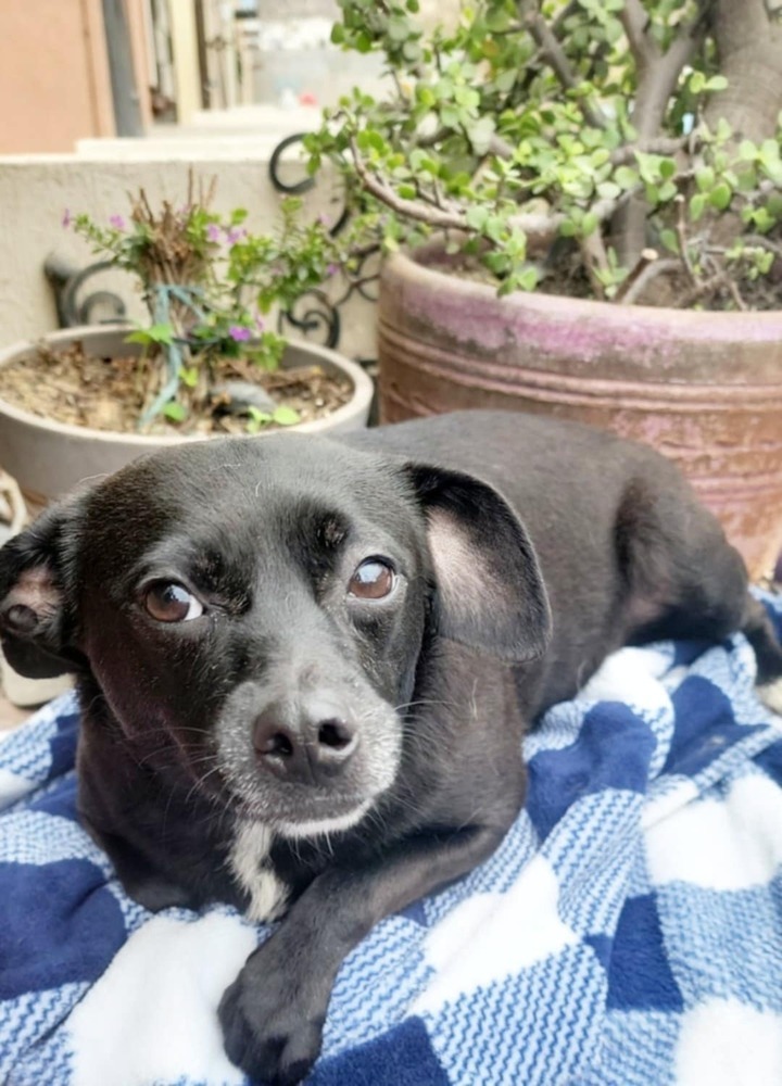 Tootsie, an adoptable Terrier, Basenji in San Francisco, CA, 94112 | Photo Image 1