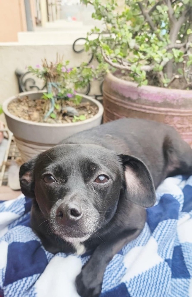 Tootsie, an adoptable Terrier, Basenji in San Francisco, CA, 94112 | Photo Image 2