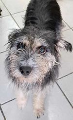 This beautiful face belongs to Bonita She is a 3-year-old Terrier mix who weigh