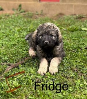 Fridge #8762 Poodle Dog