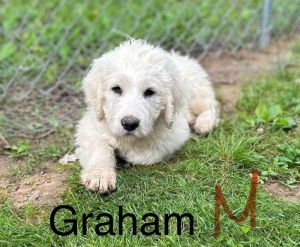 Graham #1713 Poodle Dog