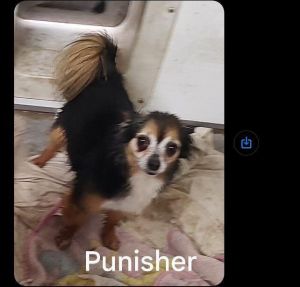 Punisher/Poncho Chihuahua Dog