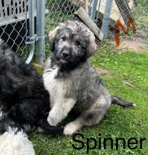 Spinner #1714 Poodle Dog