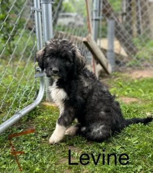 Levine #1705 Poodle Dog