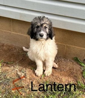 Lantern #1718 Poodle Dog