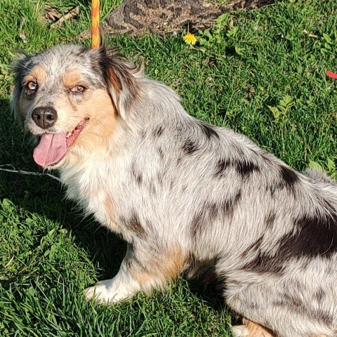 Jazzy, an adoptable Australian Shepherd in Ada, MN, 56510 | Photo Image 1