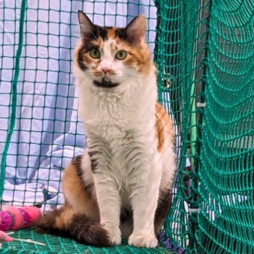 Bambi (Looking for a Foster or Adoptor), an adoptable Domestic Short Hair in Laramie, WY, 82073 | Photo Image 1