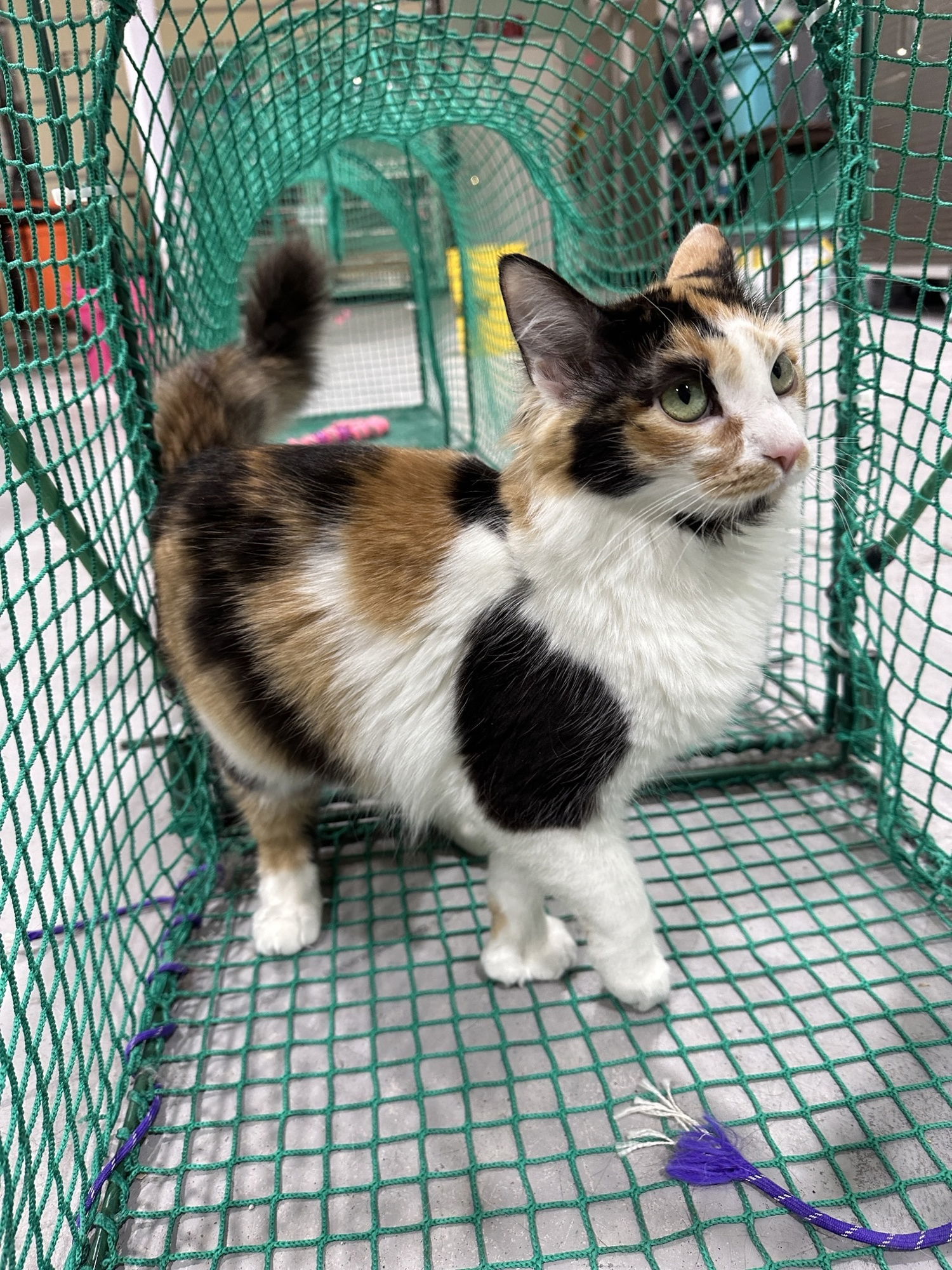 Bambi, an adoptable Domestic Short Hair in Laramie, WY, 82073 | Photo Image 2