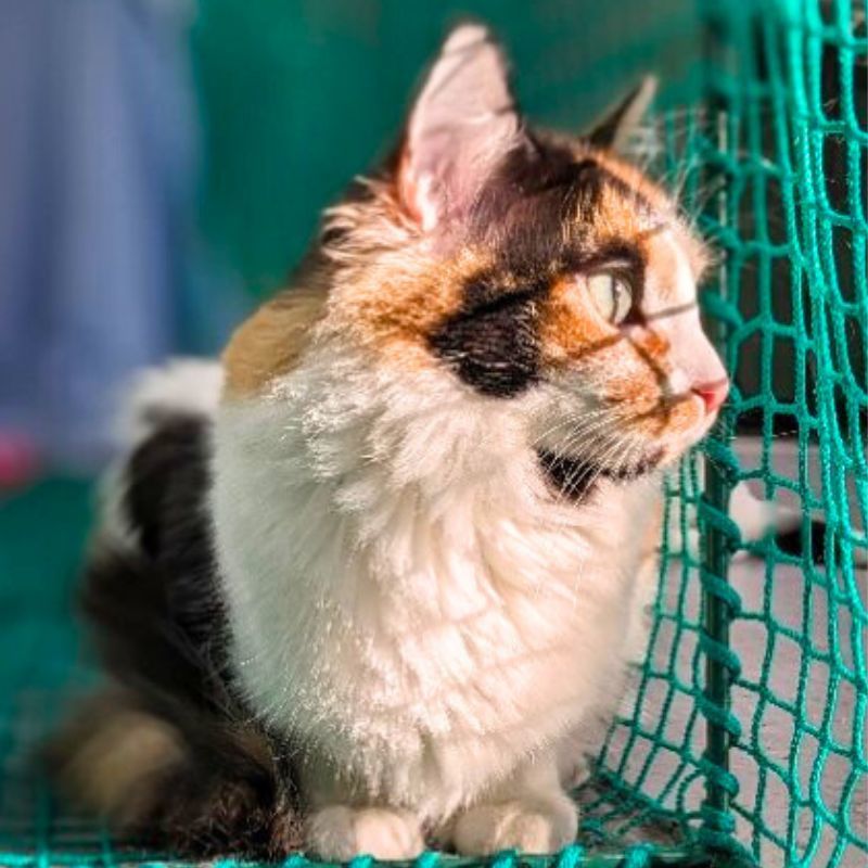 Bambi (Looking for a Foster or Adoptor), an adoptable Domestic Short Hair in Laramie, WY, 82073 | Photo Image 3