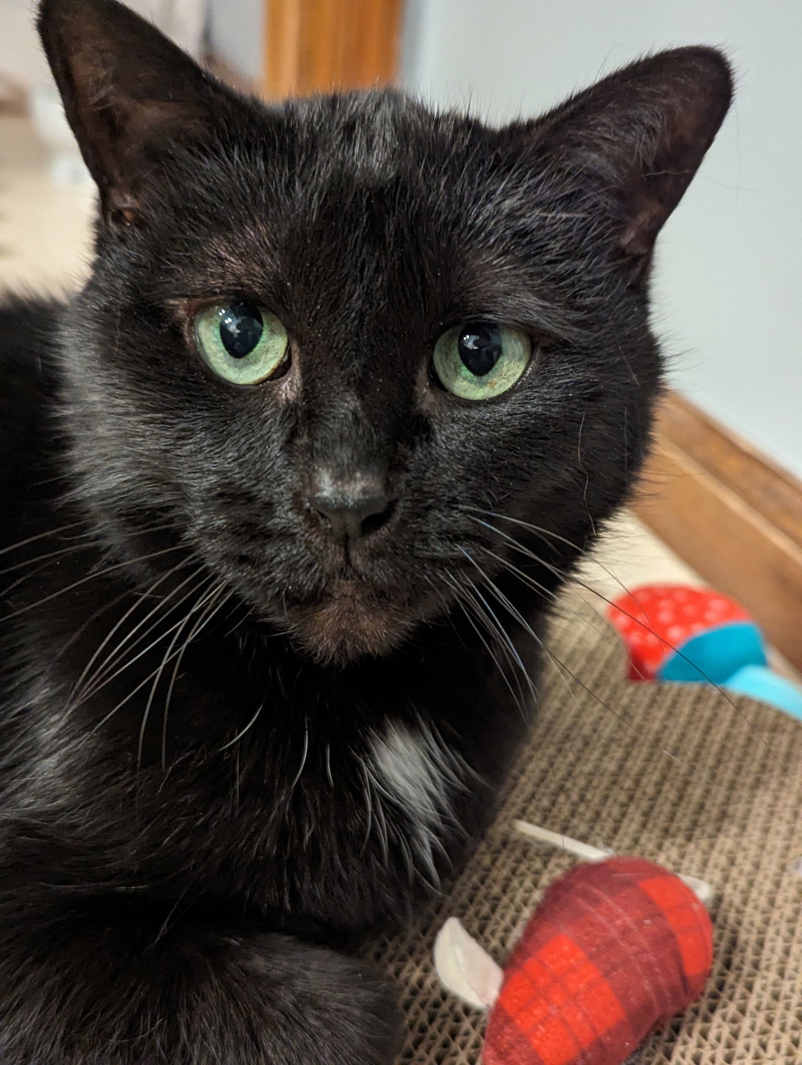 Tia