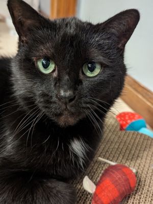 Tia, Senior Female Domestic Short Hair