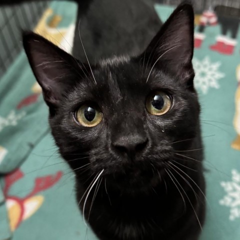 Wazoo, an adoptable Domestic Short Hair in Redwood Valley, CA, 95470 | Photo Image 1