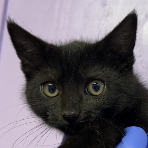 Wazoo, an adoptable Domestic Short Hair in Redwood Valley, CA, 95470 | Photo Image 2