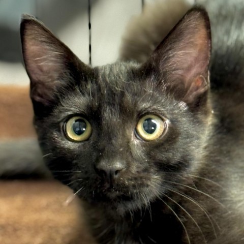 Wazoo, an adoptable Domestic Short Hair in Redwood Valley, CA, 95470 | Photo Image 3