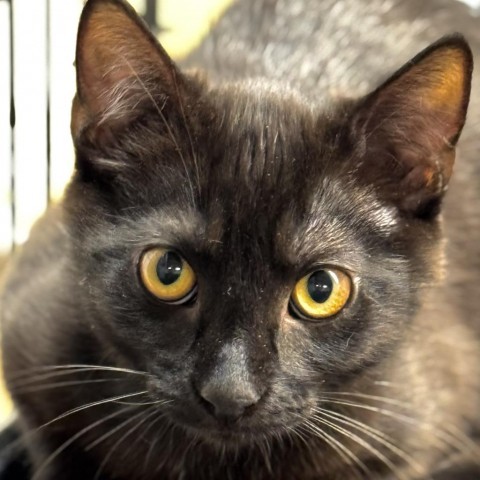 Wowza, an adoptable Domestic Short Hair in Redwood Valley, CA, 95470 | Photo Image 2