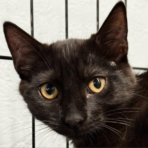 Wowza, an adoptable Domestic Short Hair in Redwood Valley, CA, 95470 | Photo Image 3