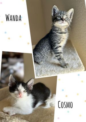 Wanda &amp; Cosmo Domestic Short Hair Cat