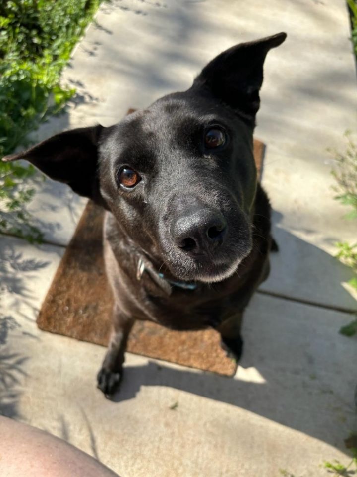 Dog for adoption Gracie, a Black Labrador Retriever Mix in Bothell