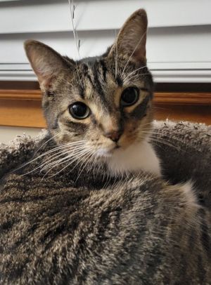 Jonah, Young Male Domestic Short Hair