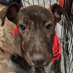 Ketch aka Kyle A4949772