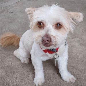 Meet Margeaux Your Perfect Lap Dog Companion Margeaux is an 8 yr old 7 lb maltese yorkie mix She 