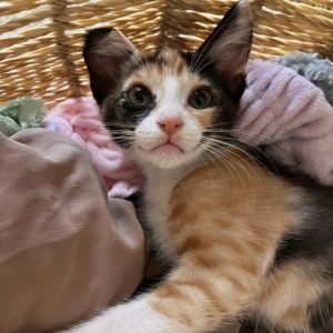 Meet Poppy and Willow the adorable calico duo These kitties have been together since birth and are