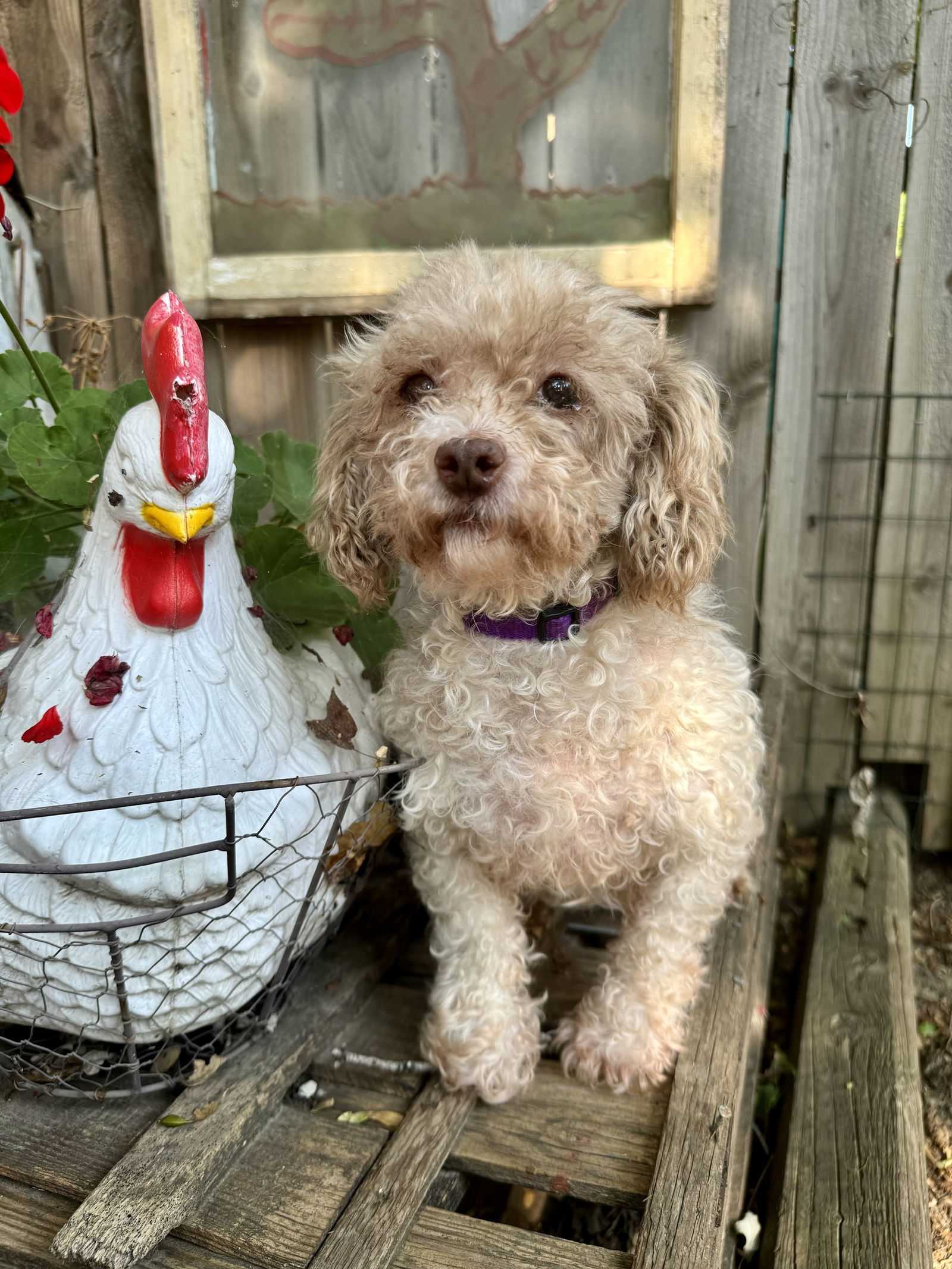 Pippy, an adoptable Poodle in Sioux Falls, SD, 57101 | Photo Image 1