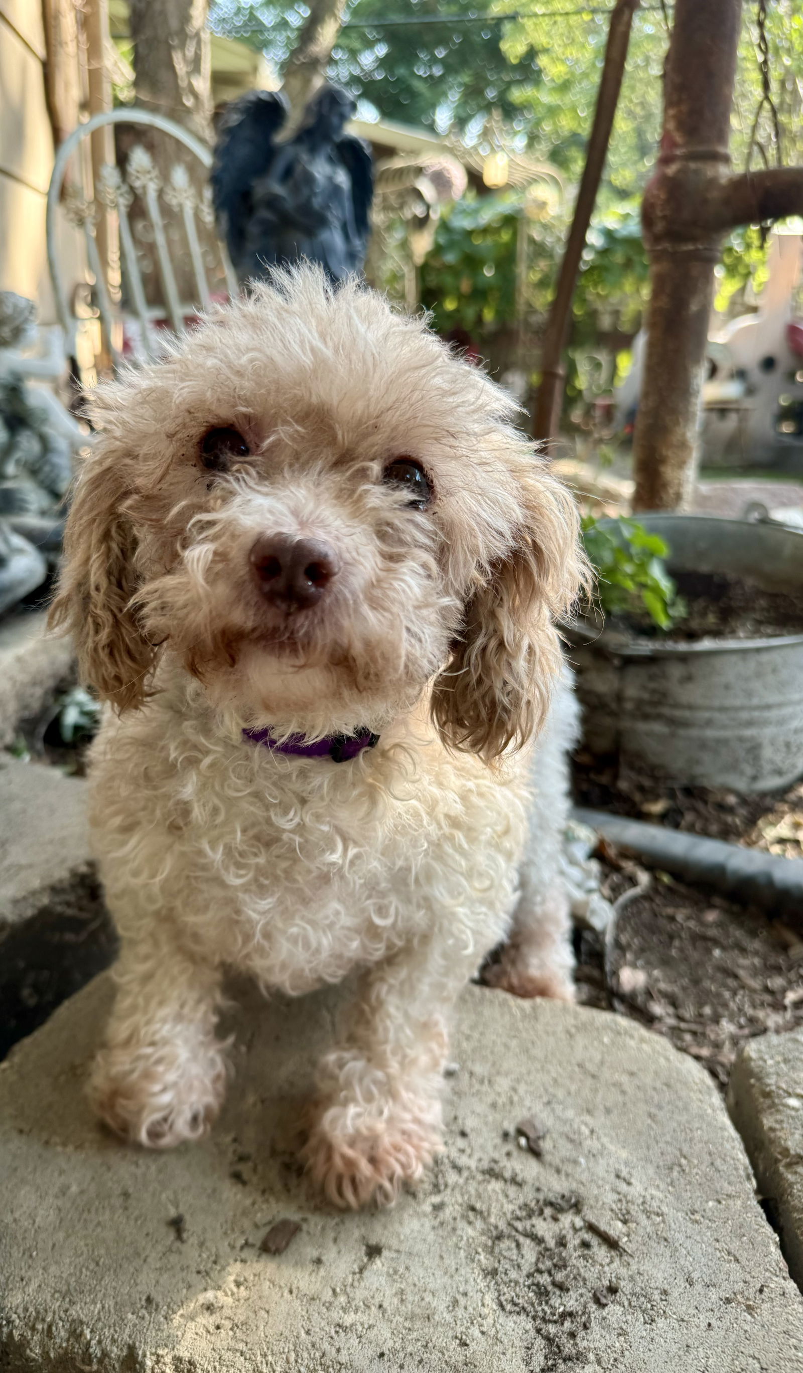 Pippy, an adoptable Poodle in Sioux Falls, SD, 57101 | Photo Image 2