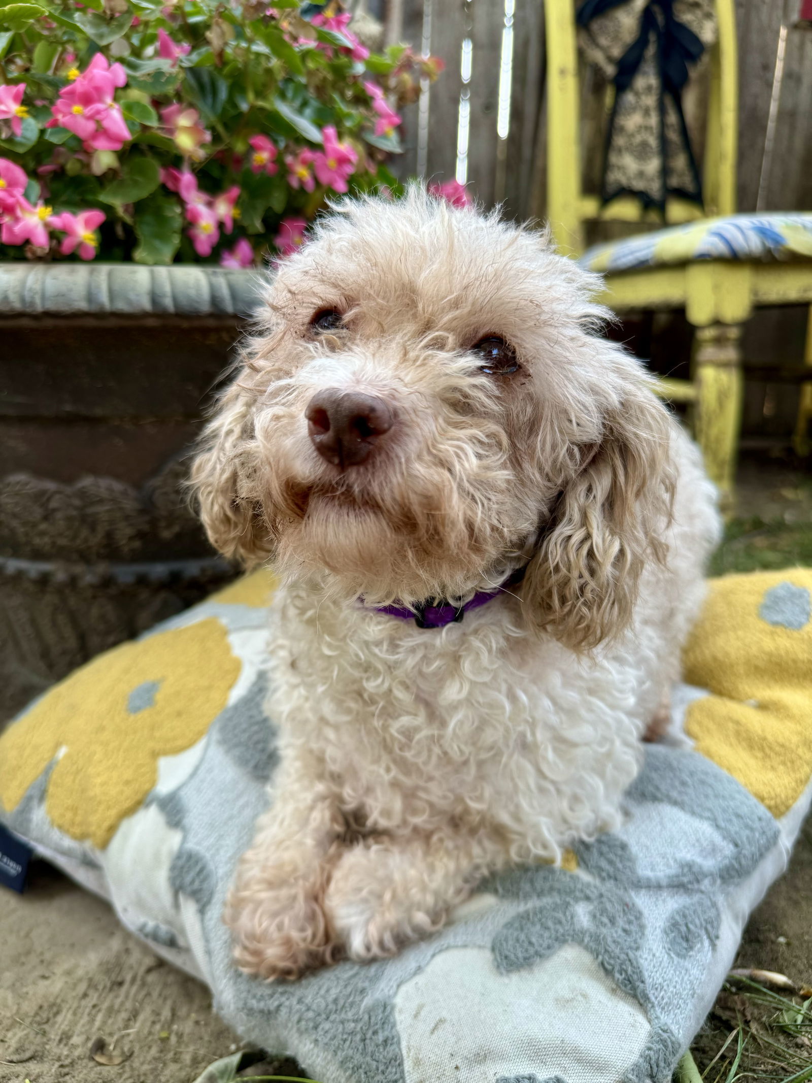 Pippy, an adoptable Poodle in Sioux Falls, SD, 57101 | Photo Image 3