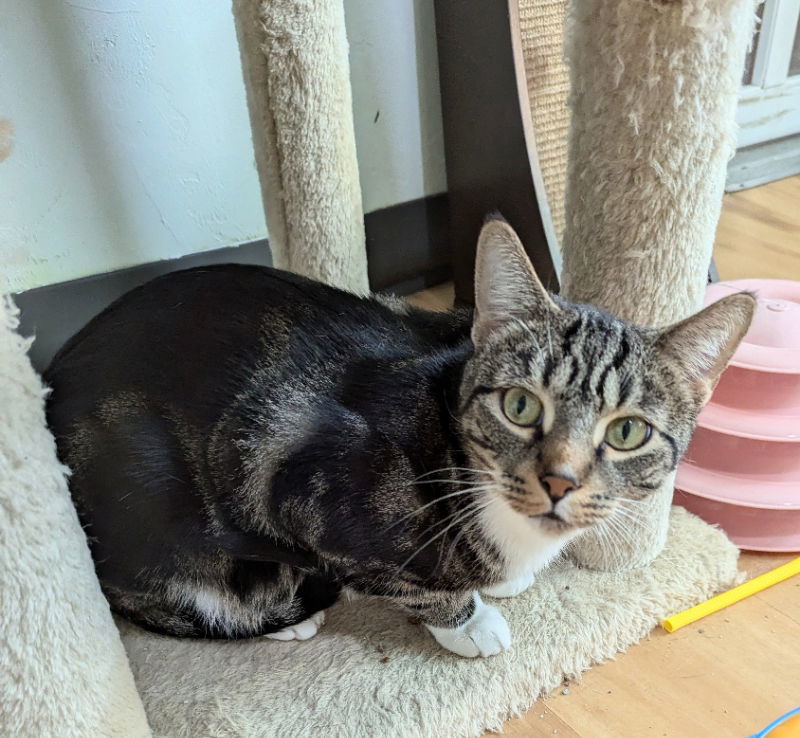 Mittens