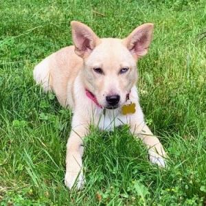 Animal Profile Lily is an a 35 month old female ShepherdHusky mix best guess who joined us alon