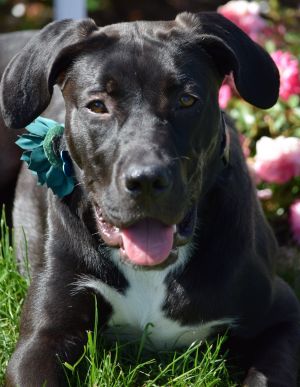 Animal Profile Lizzy is an estimated 5 month old 40 lb female XL mixed breed po