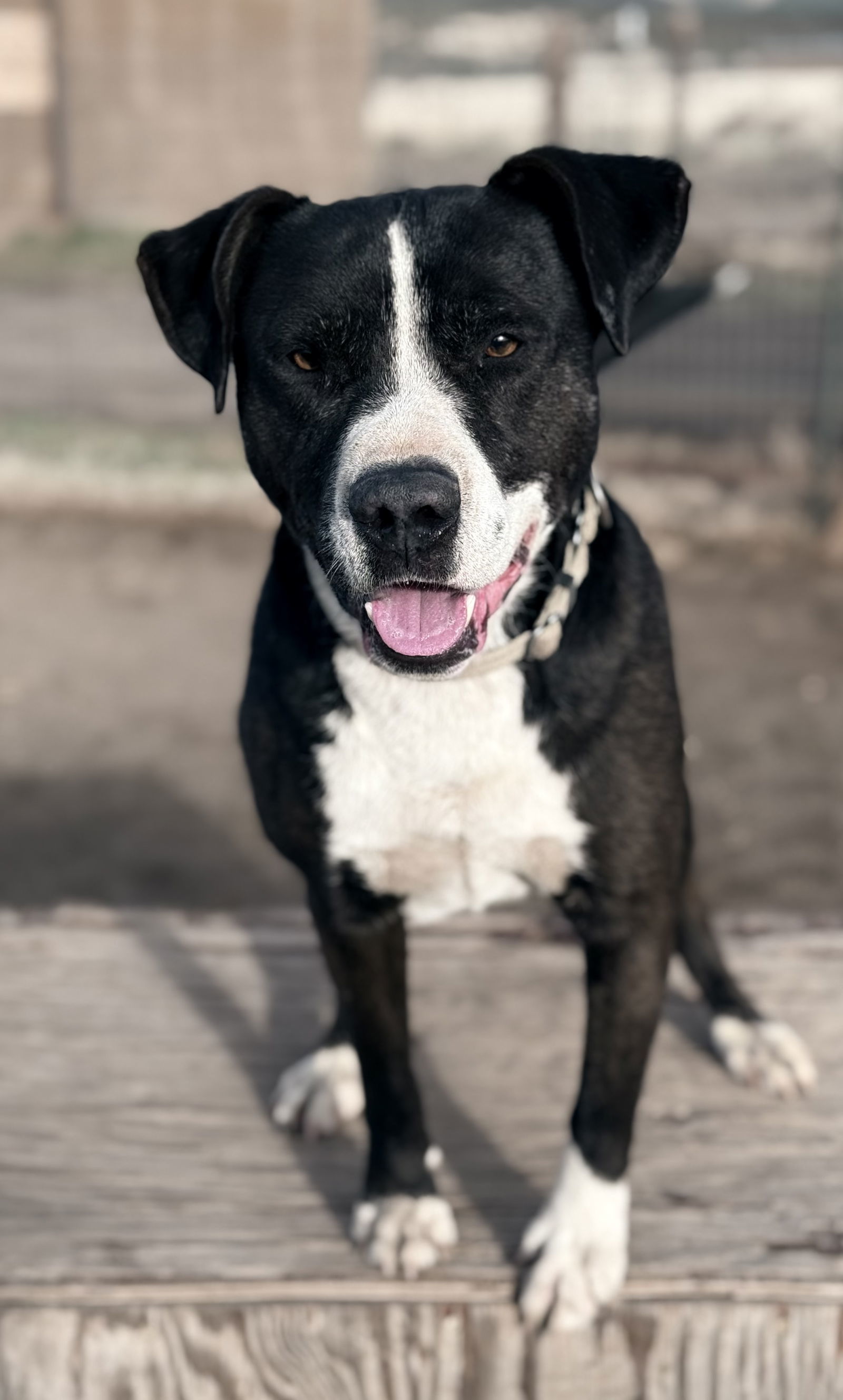 Kylo, an adoptable Labrador Retriever, American Bulldog in Yreka, CA, 96097 | Photo Image 1