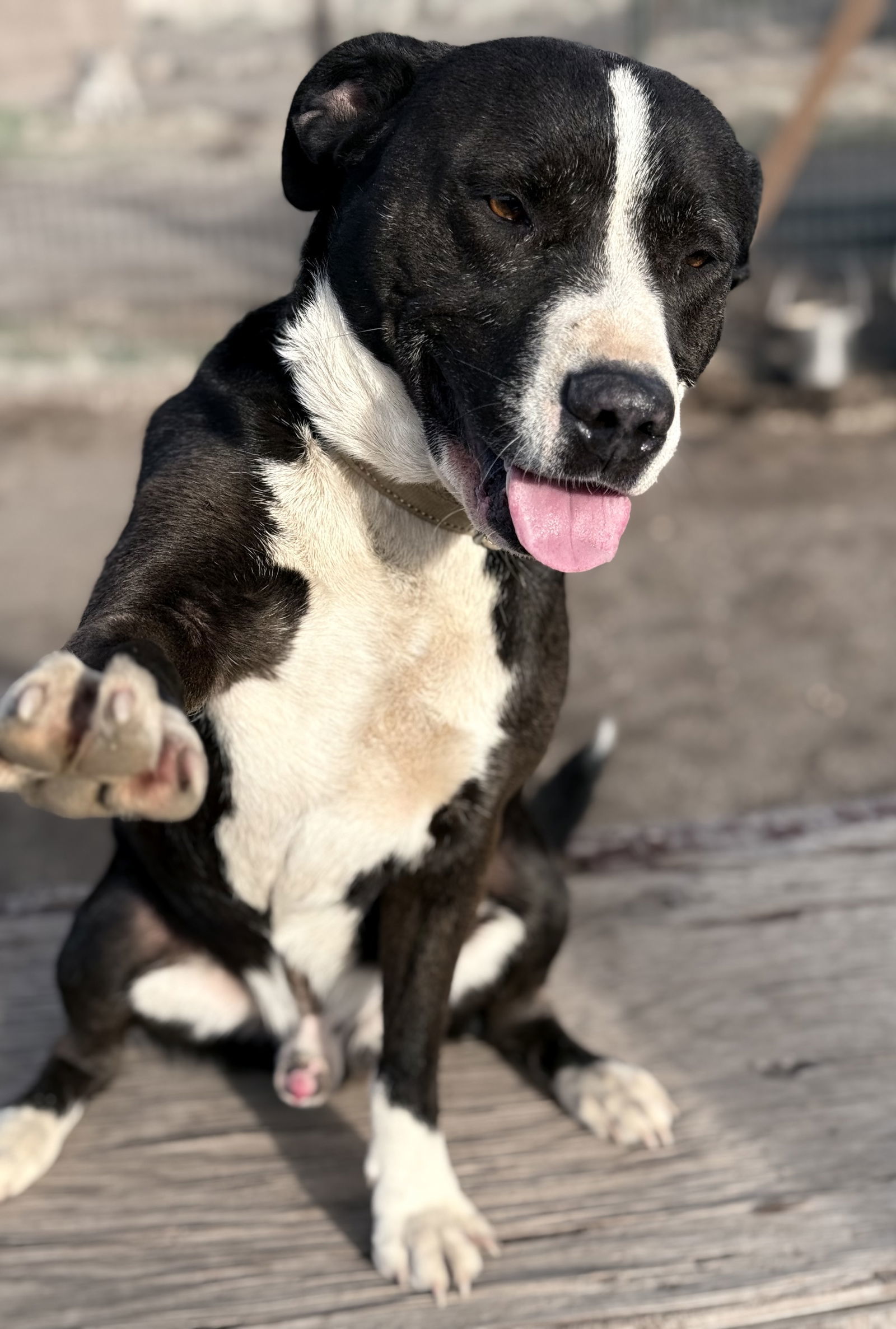 Kylo, an adoptable Labrador Retriever, American Bulldog in Yreka, CA, 96097 | Photo Image 2